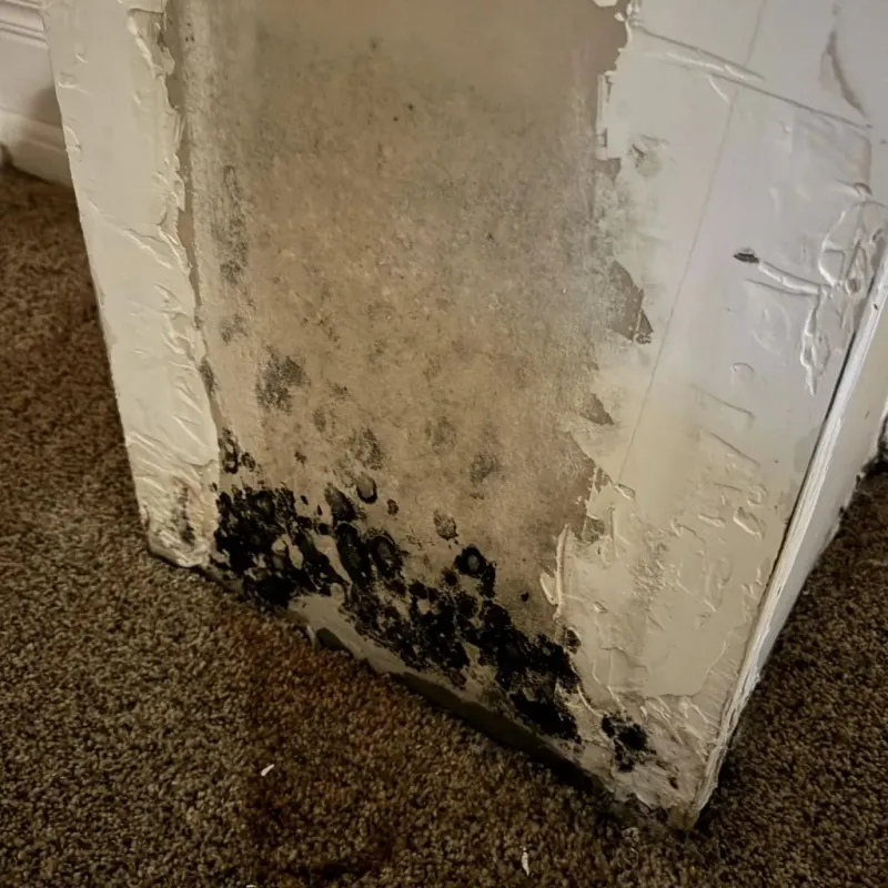 Professional Mold Removal in Sparta, TN